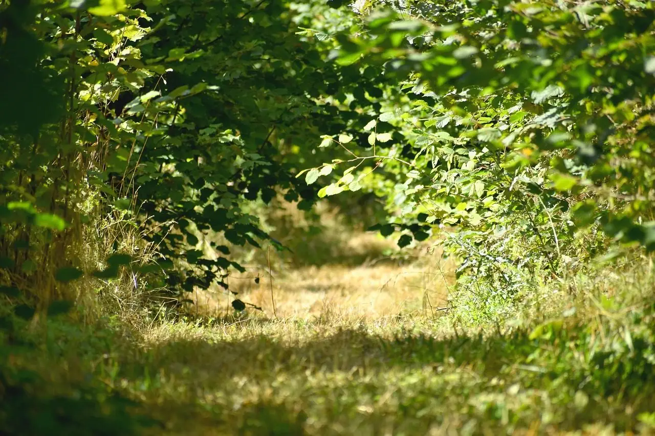 Sunlit forest undergrowth with green leaves